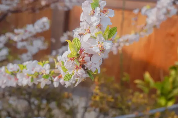 Fleurs Cerisier Printemps Fleurs Sakura — Photo