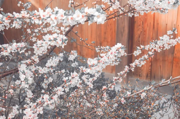 Körsbärsblomma Japan Vackra Blommor Våren — Stockfoto