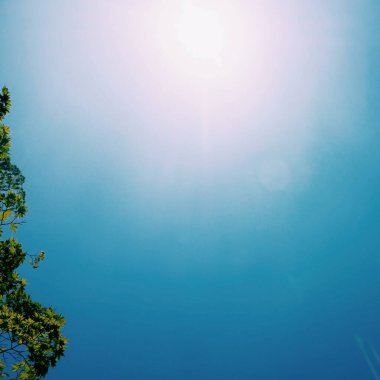 Gökyüzünde güzel yeşil yapraklar. doğa arkaplanı