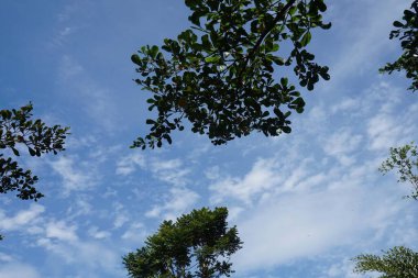 Ormanın güzel manzarası