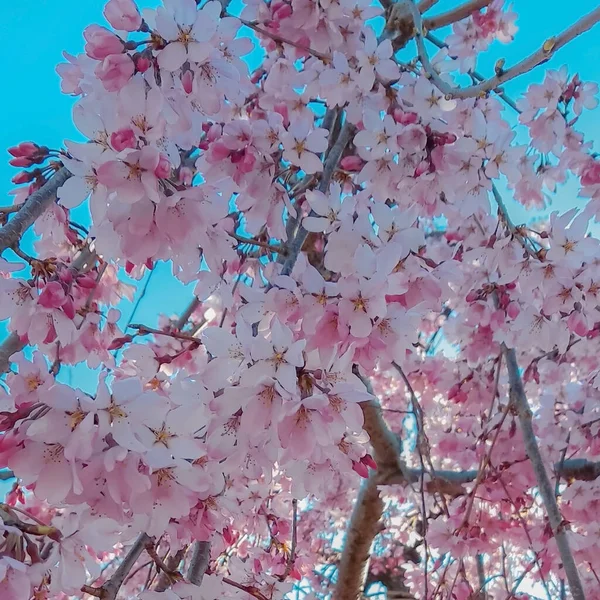 Vackra Rosa Sakura Blommor Trädgården — Stockfoto
