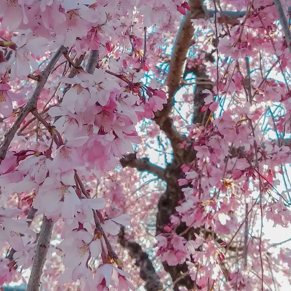 봄철에 정원에 아름다운 분홍빛 사쿠라 — 스톡 사진