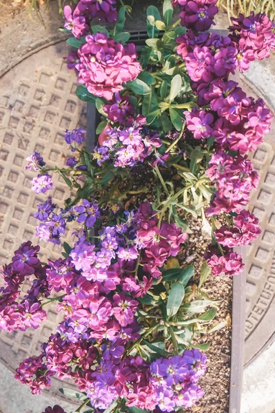 Baharda bahçede güzel pembe sakura çiçekleri açar.