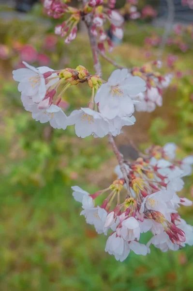 Όμορφα Ροζ Άνθη Σακούρα Στον Κήπο Την Άνοιξη — Φωτογραφία Αρχείου