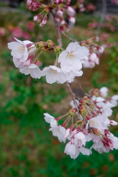 春には庭のピンクの桜が美しい — ストック写真