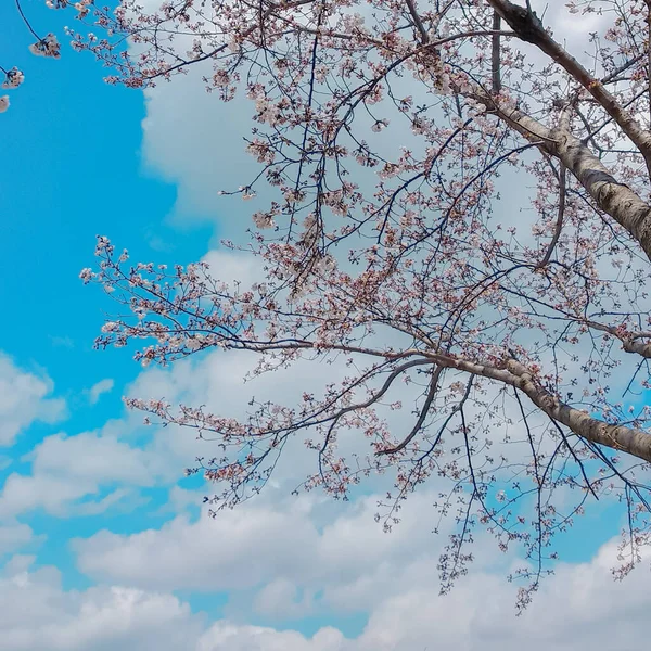 Baharda Bahçede Güzel Pembe Sakura Çiçekleri Açar — Stok fotoğraf