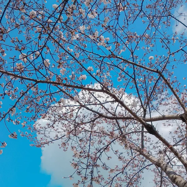 하늘을 배경으로 하늘에 벚나무 가지들 — 스톡 사진