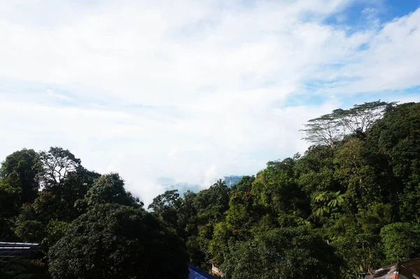 Árboles Tropicales Cielo Azul Selva Bintan Indonesia Pintoresca Vista Escena — Foto de Stock
