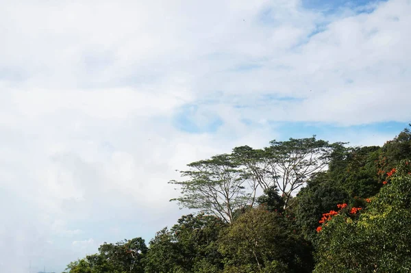 Bintan Endonezya Ormanında Tropik Ağaçlar Mavi Gökyüzü — Stok fotoğraf