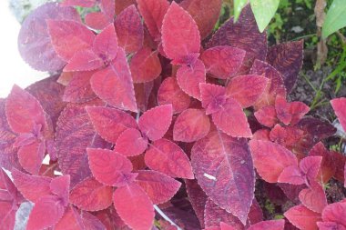 Bahçedeki kırmızı yaprakların arka planında yeşillikler var.