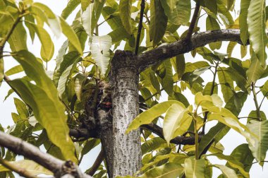Ormanda yeşil mango ağacı