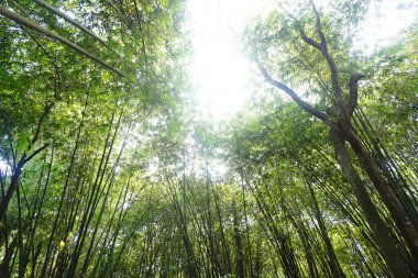 Sabahları bambu ormanı.