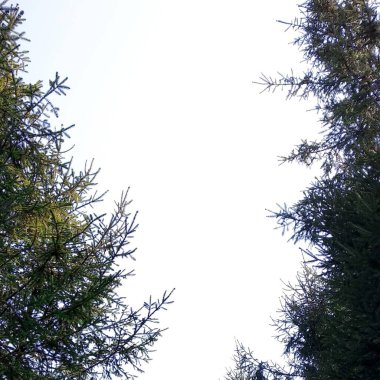 Çamın dalları beyaz zemin üzerine