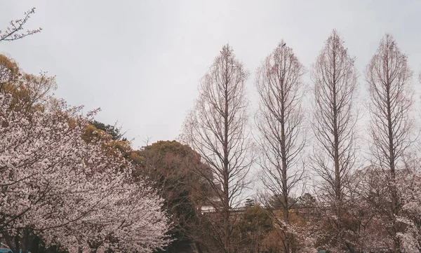 Strom Větev Třešňové Květy Přírodní Flóra — Stock fotografie