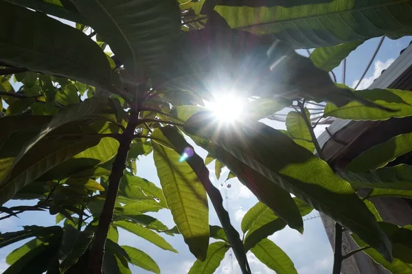 Bahçede yeşil yapraklar
