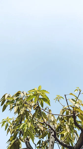 Stock image a green tree and a blue sky in the background