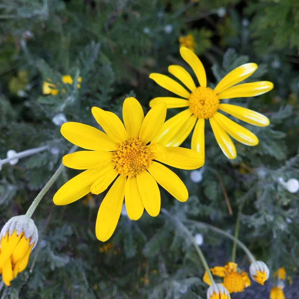 stock image yellow flowers on a meadow