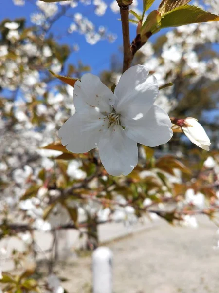 花园里的白色木兰 — 图库照片