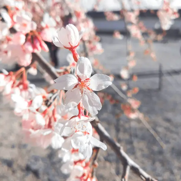 Körsbärsblomma Våren Närbild — Stockfoto