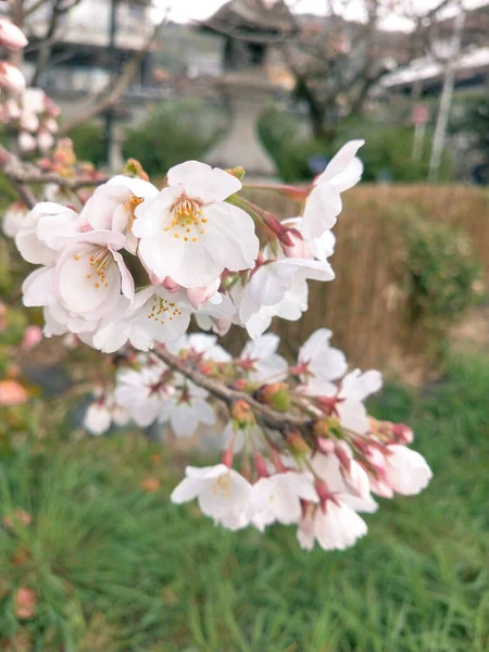 Flores Cereja Jardim — Fotografia de Stock
