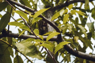 Yapraklı mango ağacı gövdesi