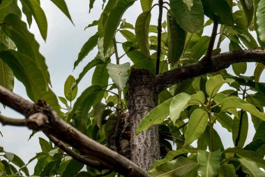 Yapraklı bir mango ağacı gövdesi resmi.