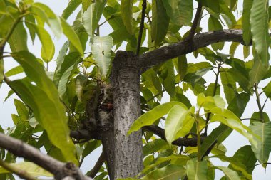 Yeşil yapraklı bir mango ağacının yakın plan fotoğrafı. 