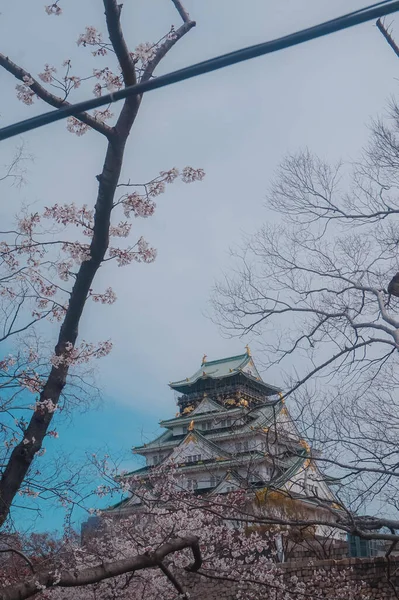 Квітень 2019 Осака Японія Замок Осака Захоплений Весною Оточений Сакурою — стокове фото