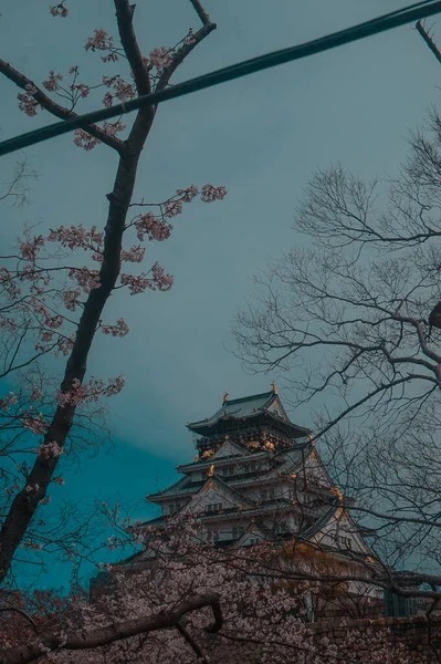 Квітень 2019 Осака Японія Замок Осака Захоплений Весною Оточений Сакурою — стокове фото