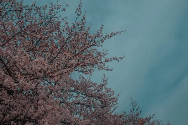 Güzel botanik fotoğrafı, doğal duvar kağıdı. 