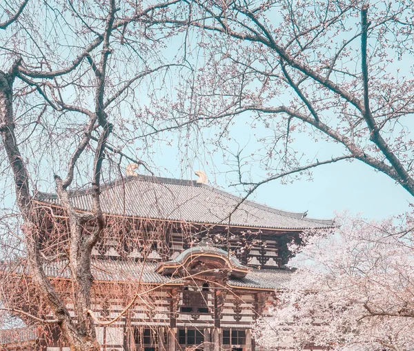 Bunga Sakura Jepang — Stok Foto
