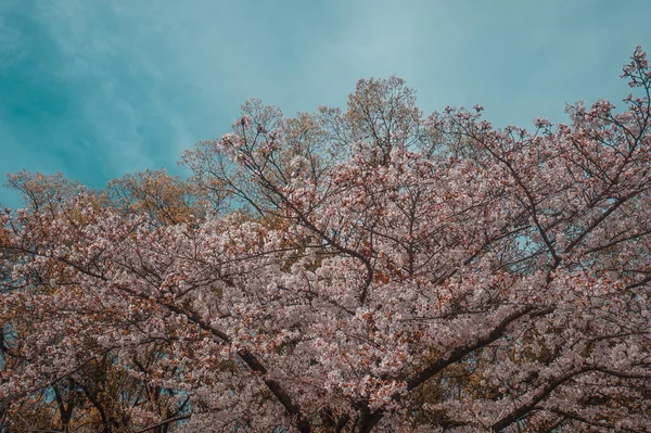 Kwiaty Wiśni Japonii — Zdjęcie stockowe