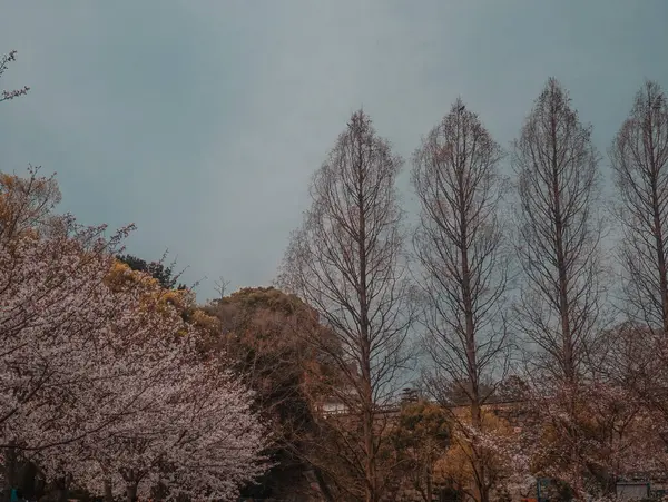 Vackert Landskap Med Träd Och Snö — Stockfoto