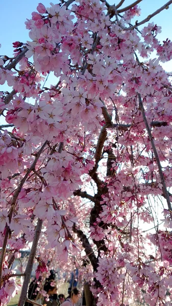 Árvore Flor Cereja Primavera Close — Fotografia de Stock