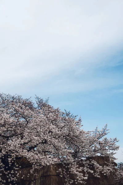 Sakura Boom Japan — Stockfoto