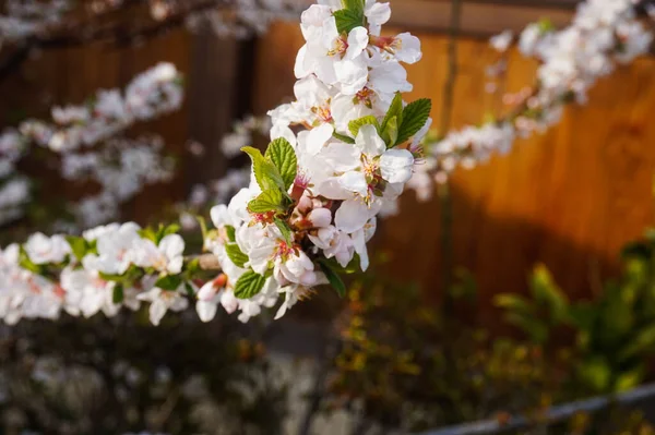 정원에 벚나무의 — 스톡 사진