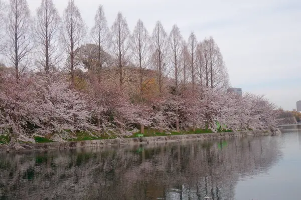 春に庭に咲く美しいピンクの桜の花 — ストック写真