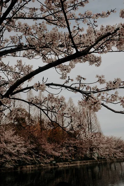 Vackra Rosa Sakura Körsbär Blommor Blommar Trädgården Våren — Stockfoto