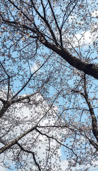 春に庭に咲く美しいピンクの桜の花 — ストック写真