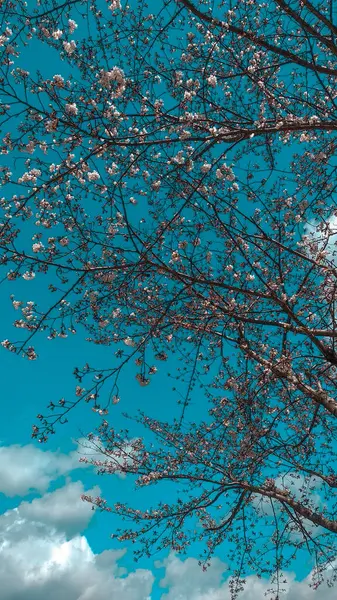 Güzel pembe sakura kiraz çiçekleri baharda bahçede çiçek açıyor.