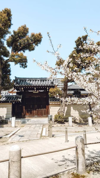Güzel Pembe Sakura Kiraz Çiçekleri Baharda Bahçede Çiçek Açıyor — Stok fotoğraf