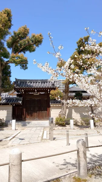 Güzel Pembe Sakura Kiraz Çiçekleri Baharda Bahçede Çiçek Açıyor — Stok fotoğraf