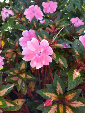 Güneşli bir günde bahçede çiçek. Seçici odaklanma. Botanik çekim