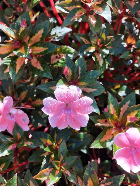 Güneşli bir günde bahçede çiçek. Seçici odaklanma. Botanik çekim