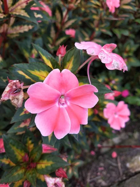 Güneşli bir günde bahçede çiçek. Seçici odaklanma. Botanik çekim