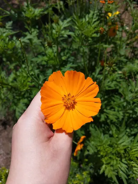Güneşli bir günde bahçede çiçek. Seçici odaklanma. Botanik çekim