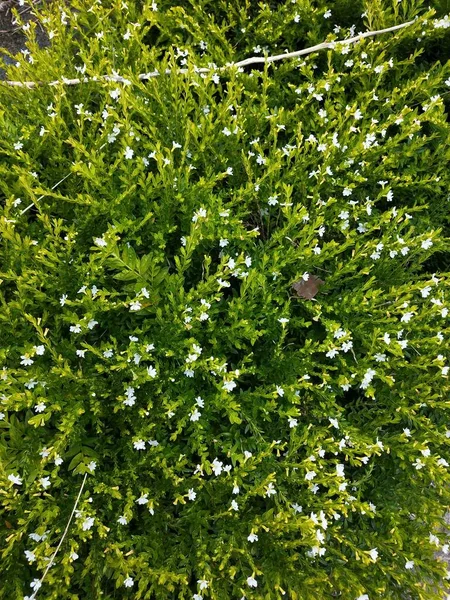 yeşil çimen dokusu, arkaplan