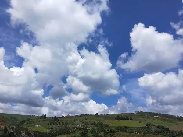 Голубое Небо Белыми Облаками Зелеными Соснами Лесу — стоковое фото