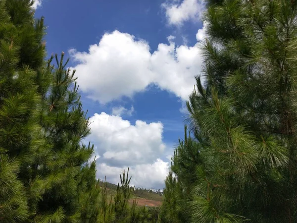 Cielo Blu Con Nuvole Bianche Pini Verdi Nella Foresta — Foto Stock