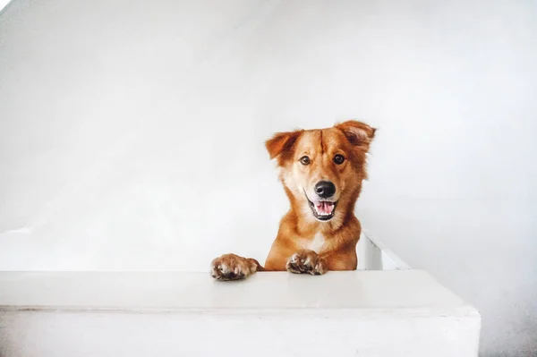Cute dog sitting on a white background. Dog looking at the camera.